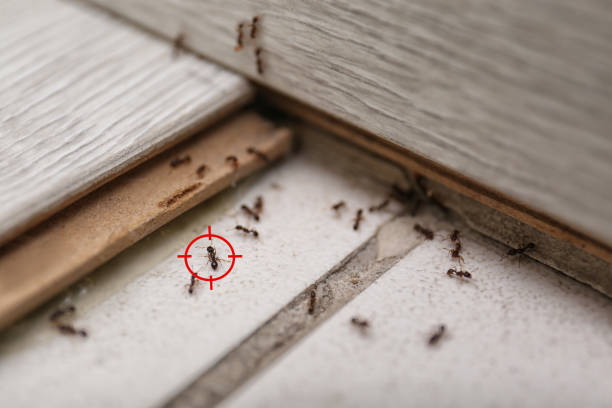 Best Bed Bug Extermination  in Laguna Niguel, CA